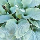 20 Blue Mountains Hosta Seeds Fresh Garden