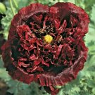 10 Black Sea Golden Pistol Tree Peony Seeds (Paeonia Suffruticosa) Fresh Garden