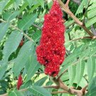 40 Staghorn Sumac Seeds Rhus Typhina Fresh Garden