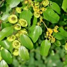 12 Christ'S Crown Of Thorn Seeds Poliurus Spina Christi Fresh Garden