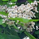 30 Northern Catalpa Seeds Catalpa Speciosa Fresh Garden