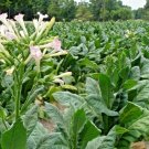 Louisiana Perique Tobacco 100 Seeds Fresh Garden