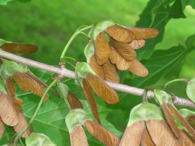 20 Devil Maple Seeds ( Horned Maple ) Acer Diabolicum Fresh Garden