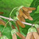 20 Devil Maple Seeds ( Horned Maple ) Acer Diabolicum Fresh Garden