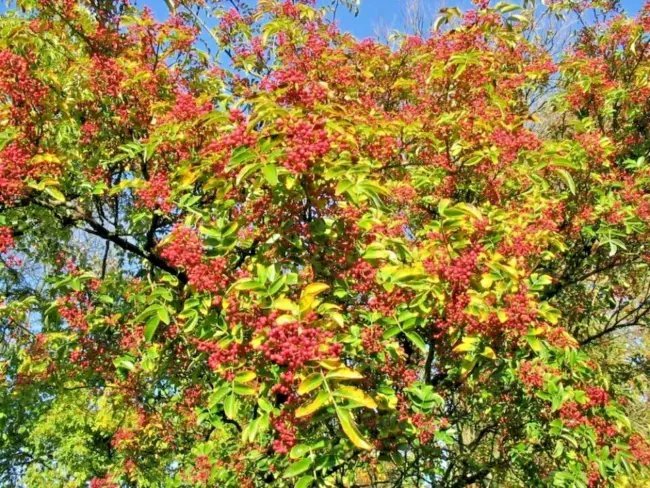 25 Flatspine Prickly Ash Seeds Zanthoxylum Simulans Fresh Garden