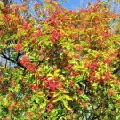 25 Flatspine Prickly Ash Seeds Zanthoxylum Simulans Fresh Garden
