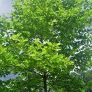 30 Columbia London Plane Tree Seeds Platanus X Acerifolia " Columbia " Fresh Garden