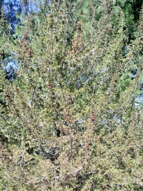 20 Compact Atlantic White Cedar Seeds Chamaecyparis Thyoides Anadeleyensis Fresh Garden
