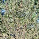 20 Compact Atlantic White Cedar Seeds Chamaecyparis Thyoides Anadeleyensis Fresh Garden