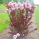 25 Delta Moonlight Crepe Myrtle Seeds Lagerstroemia 'Delta Moonlight' Fresh Garden