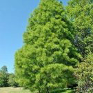 15 Nutans Pond Cypress Seeds Taxodium Ascendens " Nutans " Fresh Garden