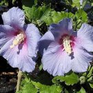 20 Blue Marlin Rose Of Sharon Seeds Hibiscus Syriacus " Blue Marlin " Fresh Garden