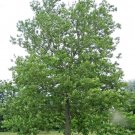 30 American " Moon " Sycamore Seeds Platanus Occidentalis Fresh Garden