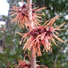10 Feuerzauber Witch Hazel Seeds Hamamelis Intermedia " Feuerzauber " Fresh Garden