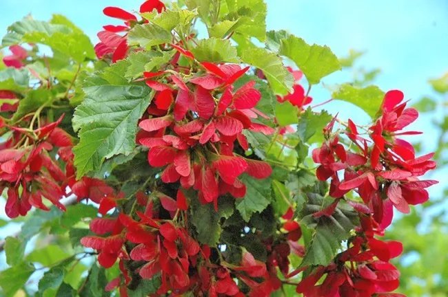 20 Pattern Perfect Tatarian Maple Seeds Acer Tataricum 'Pattern Perfect' Fresh Garden