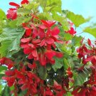 20 Pattern Perfect Tatarian Maple Seeds Acer Tataricum 'Pattern Perfect' Fresh Garden