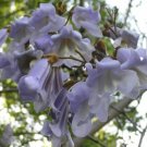 40 Princess Tree ( Royal Paulownia ) Seeds Paulownia Tomentosa Fresh Garden