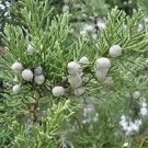 20 Mountbatten Juniper Seeds Juniperus Chinensis Mountbatten Fresh Garden