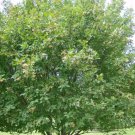 20 Amur Maple Seeds Acer Tartaricum Ssp Ginnala Fresh Garden