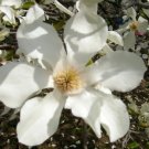 12 Kobus Magnolia Seeds Magnolia Kobus Fresh Garden