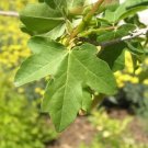 20 Hedge Maple Seeds Acer Campestre Fresh Garden