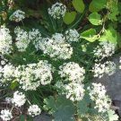 50 Garlic Chive Seeds Allium Tuberosum Fresh Garden