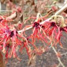 10 Carmine Red Witch Hazel Seeds Hamamelis X Intermedia Fresh Garden