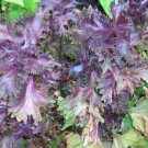 40 Red Leafed Perilla Seeds Perilla Frutescens (Aka Shiso) Repels Ticks Fresh Garden