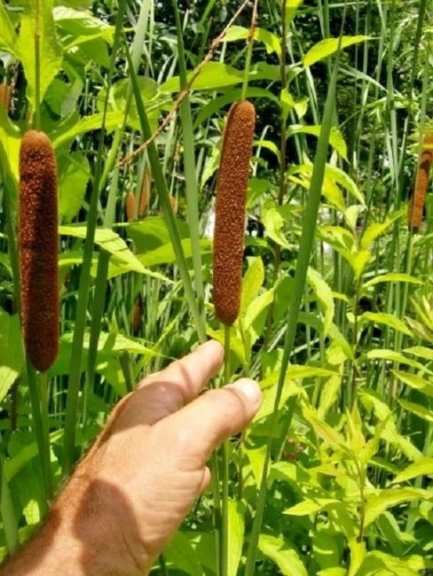 100 Narrow Leaf Cattail Seeds ( Typha Augustifolia ) Fresh Garden