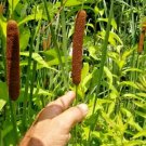 100 Narrow Leaf Cattail Seeds ( Typha Augustifolia ) Fresh Garden