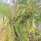 20 Paurotis Palm Seeds Acoelorrhaphe Wrightii Fresh Garden