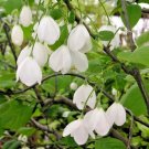 10 Two Winged Silverbell Seeds Halesia Diptera Fresh Garden