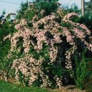 25 Pink Cloud Beauty Bush Seeds Kolkwitzia Amabilis Fresh Garden