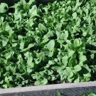 Turkish Shirazi Tobacco 100 Seeds Fresh Garden