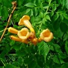 30 Yellow Flowered Trumpet Vine Seeds Campsis Radicans 'Flava' Fresh Garden