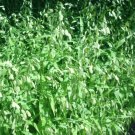 50 Inland Sea Oats Seeds Chasmanthium Latifolium Self Seeds Fresh Garden