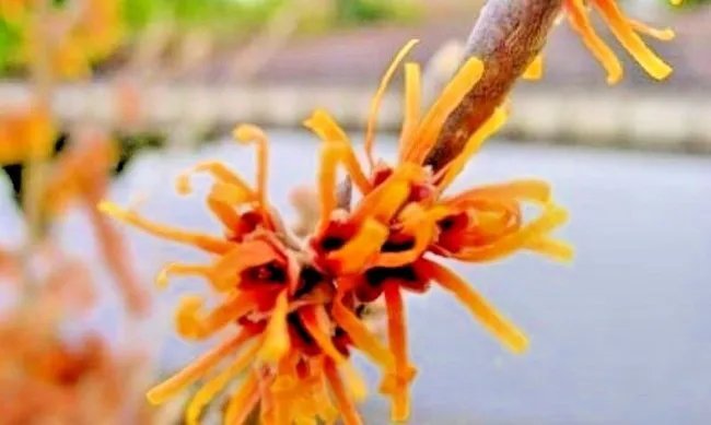 10 Fire Blaze Witch Hazel Seeds Hamamelis X Intermedia Fresh Garden