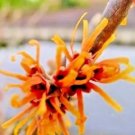 10 Fire Blaze Witch Hazel Seeds Hamamelis X Intermedia Fresh Garden