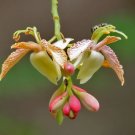 10 Tamarind Tree Seeds Tamarindus Indica Fresh Garden