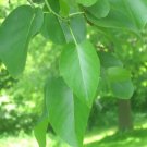 25 Italian Alder Seeds Alnus Cordata Fresh Garden