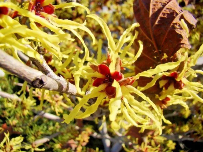 10 Sunburst Witch Hazel Seeds Hamamelis × Intermedia 'Sunburst' Fresh ...