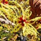 10 Sunburst Witch Hazel Seeds Hamamelis × Intermedia 'Sunburst' Fresh Garden