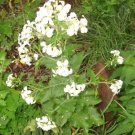 30 White Flowered Money Plant Seeds ( Lunaria Annua ) Fresh Garden