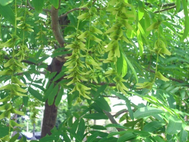 20 Chinese Wingnut Seeds Pterocarya Stenoptera Fresh Garden