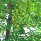20 Chinese Wingnut Seeds Pterocarya Stenoptera Fresh Garden