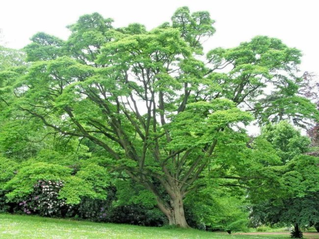 20 Amur Corktree Seeds Phellodendron Amurense Fresh Garden