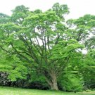20 Amur Corktree Seeds Phellodendron Amurense Fresh Garden