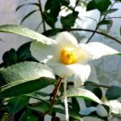 10 Camellia Obtusifolia Seeds Fresh Garden