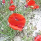 50 Annual Bright Red Poppy Seeds Papaver Ssp Fresh Garden