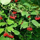 20 Korean Viburnum Seeds Viburnum Hirtulum Fresh Garden